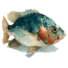 Fish & Seafood
