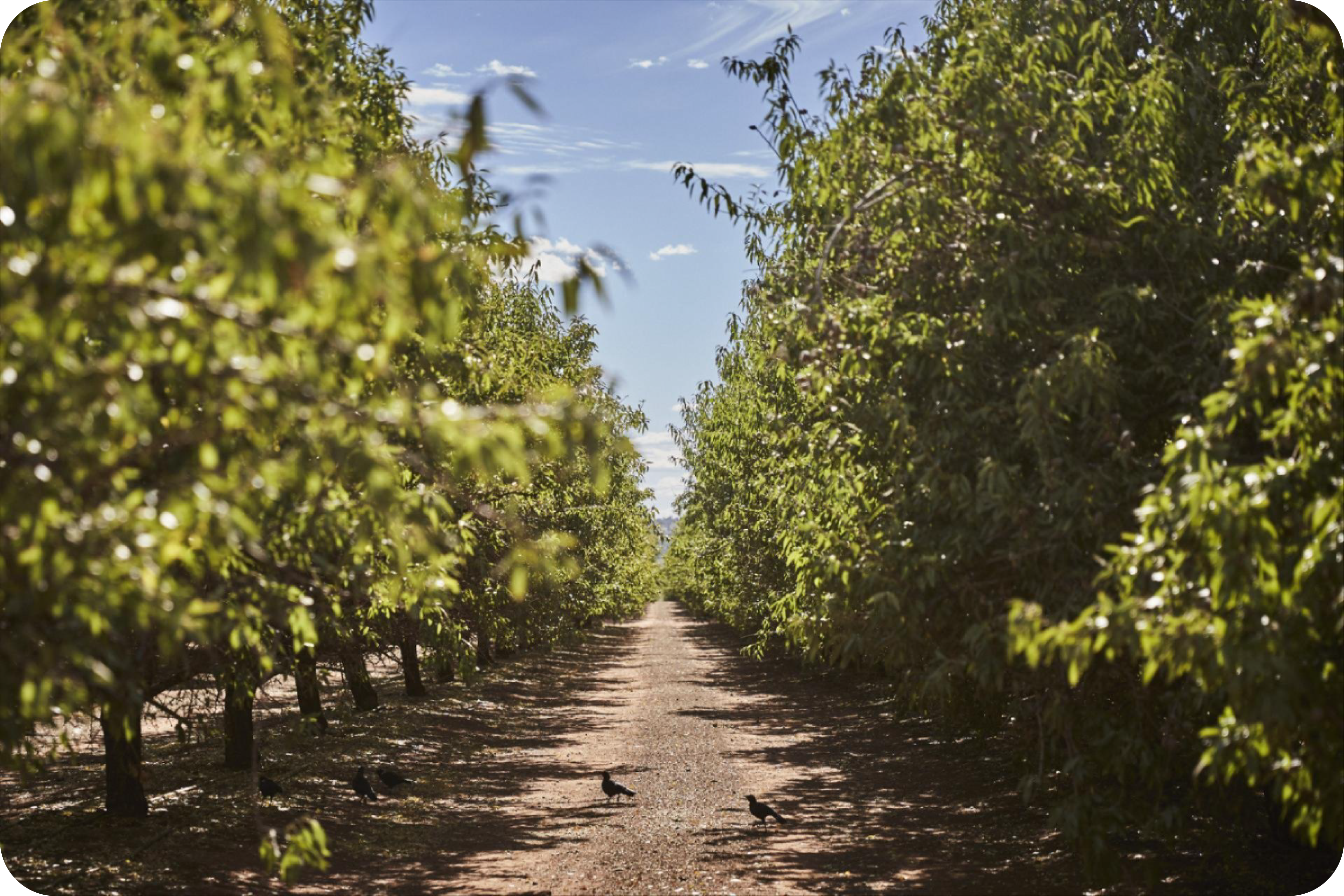 Mandolé Orchard farm